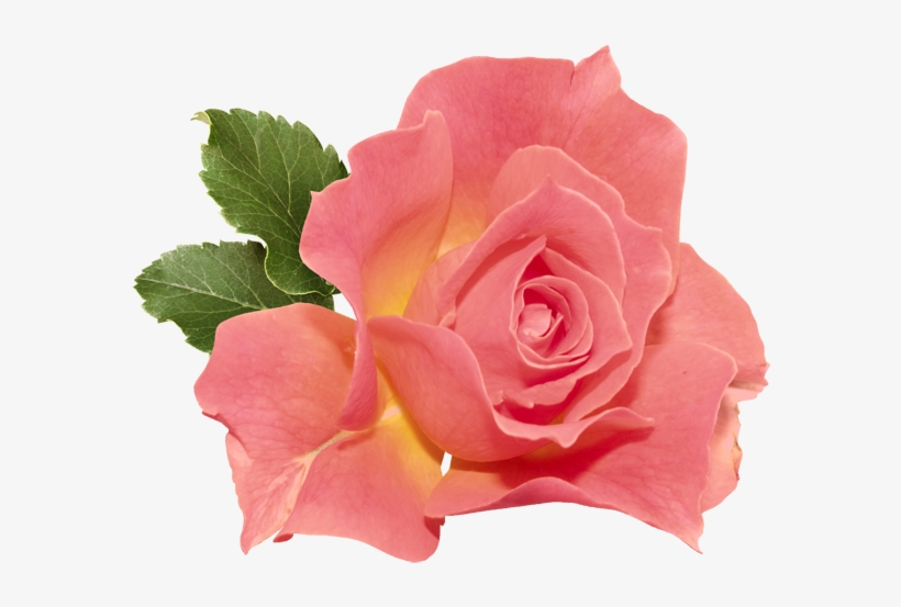 Orange Rose Png Clipart - Double Flared Plug Acrylic Tunnels & Plugs, transparent png