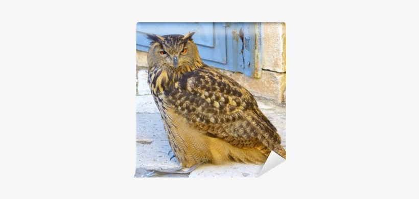 A Large European Eagle Owl Posing During A Trade Fair - Europe, transparent png