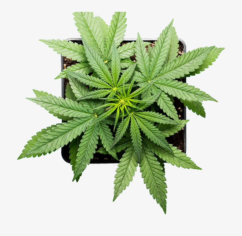 Leaf-img - Cannabis, transparent png