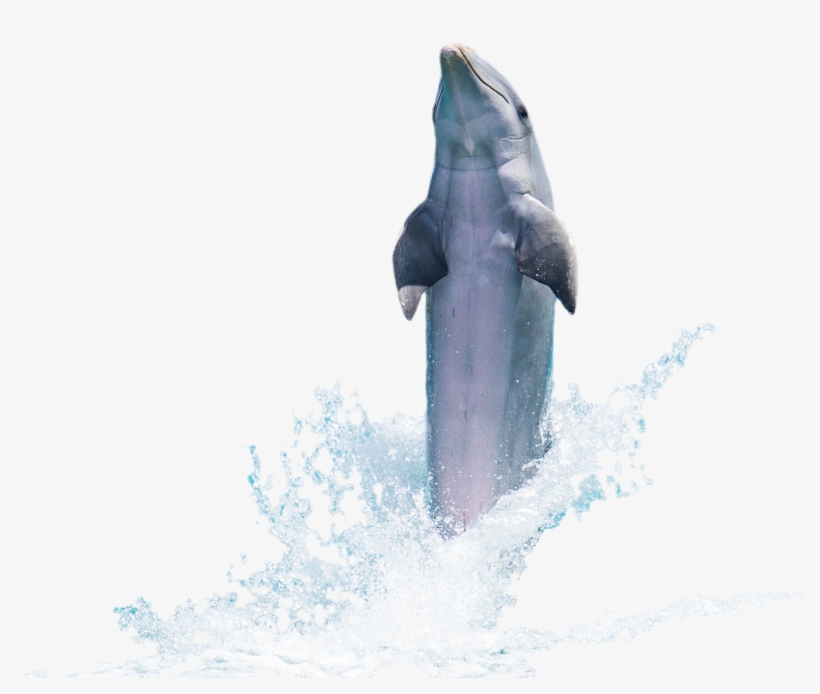 Δελφίνι, Ψάρια, Ζώο, Flipper, Θάλασσα, Ωκεανών, Κολύμπι - Dolphin Psd, transparent png