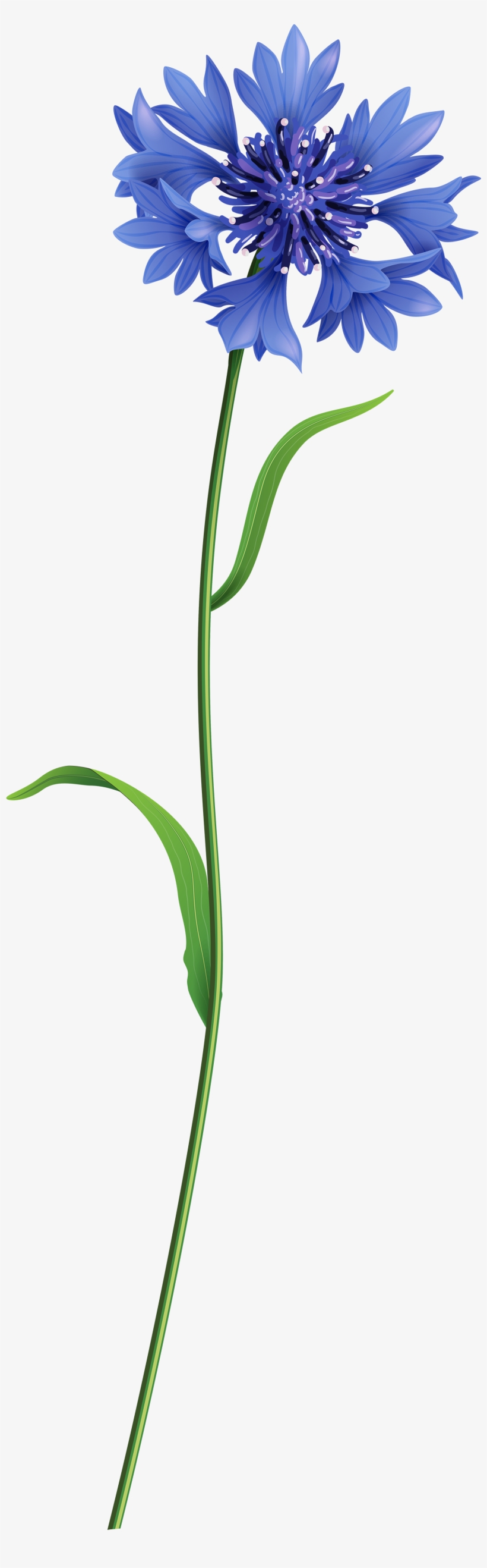Blue Field Flower Png Clip Art Image - Field Flower Png, transparent png