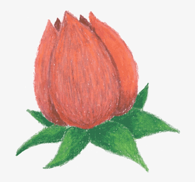 Rosebud - Flower Bud Clip Art, transparent png