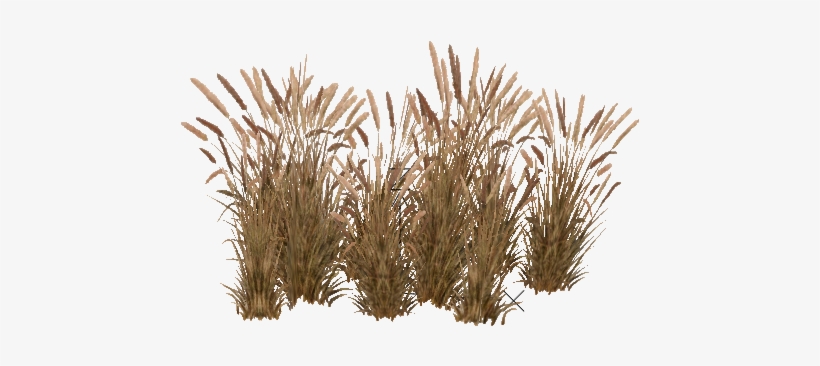 Tall Grass Png Image - Pennisetum Setaceum Png, transparent png