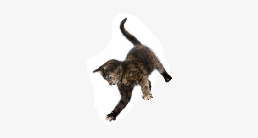 Kitten - Exceptional Names For Extraordinary Pets, transparent png