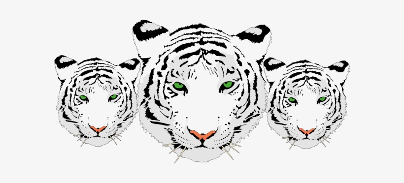 White Tiger Clipart Transparent - 3 White Tiger Png, transparent png