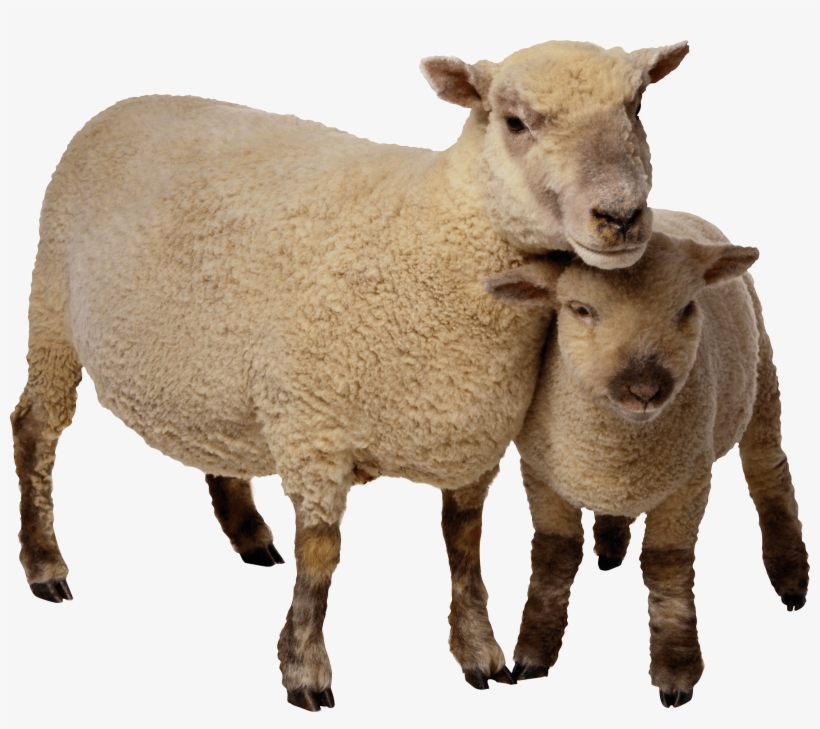 Animals - Eyelike Stickers: On The Farm [book], transparent png