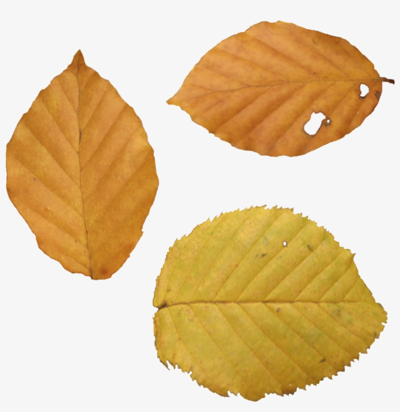 Autumn Png Leaf - Beech Leaf Autumn Png, transparent png