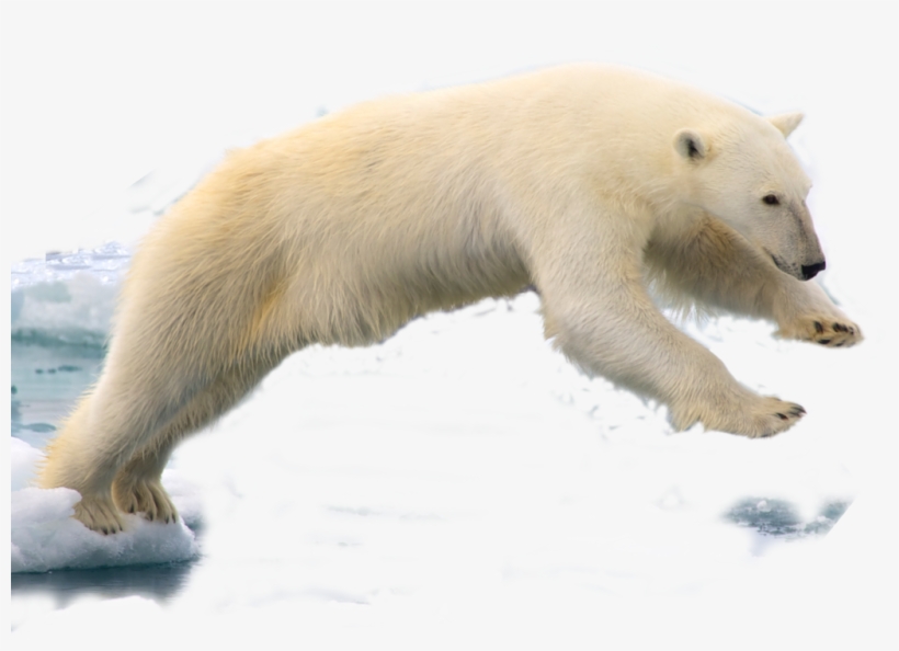 320 × 216 Pixels - Polar Bear Png, transparent png