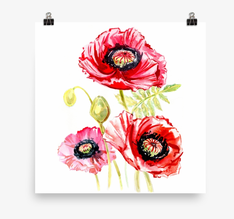 Bright And Floral Poppy Watercolour Matte Poster - Watercolor Painting, transparent png