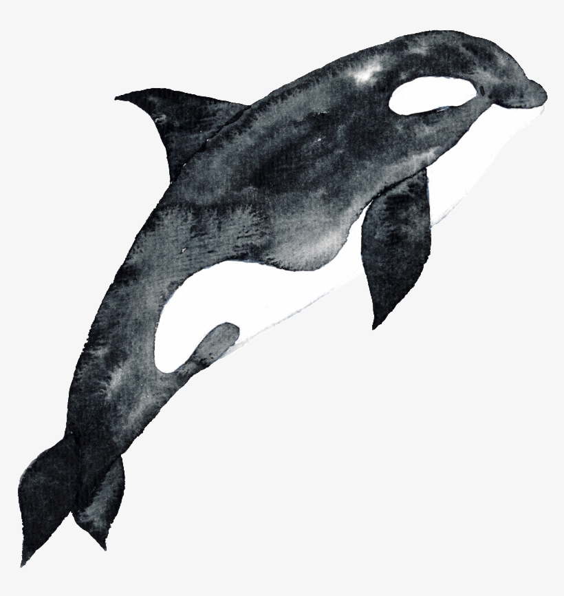 Black Hand Drawn Dolphin Cartoon Watercolor Png - Watercolor Painting, transparent png