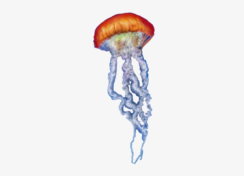 Jellyfish Freetoedit Scjellyfish - Sketch, transparent png