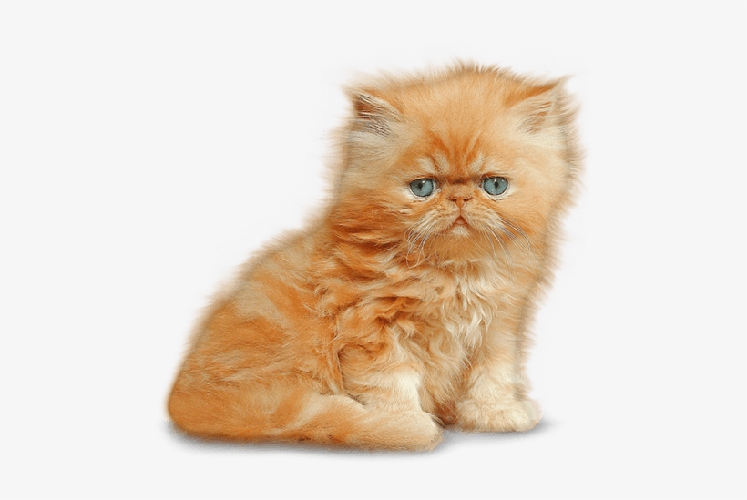 Kitten - Kitten Png, transparent png