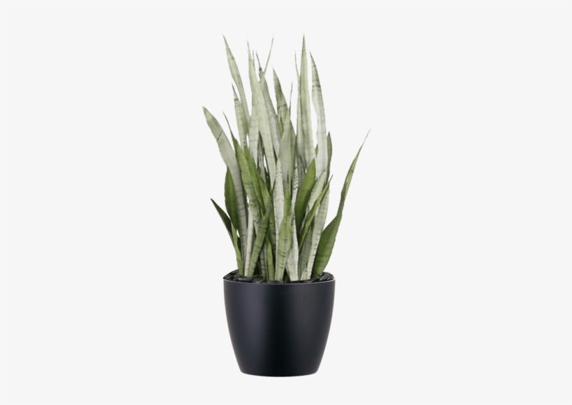 Sansevieria Silver Queen Low-light Indoor Snake Plant - Sansevieria