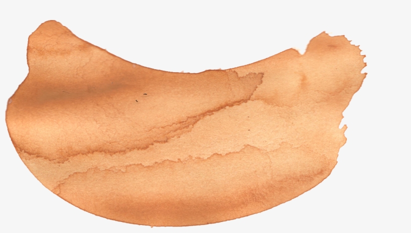 Free Download - Conch, transparent png