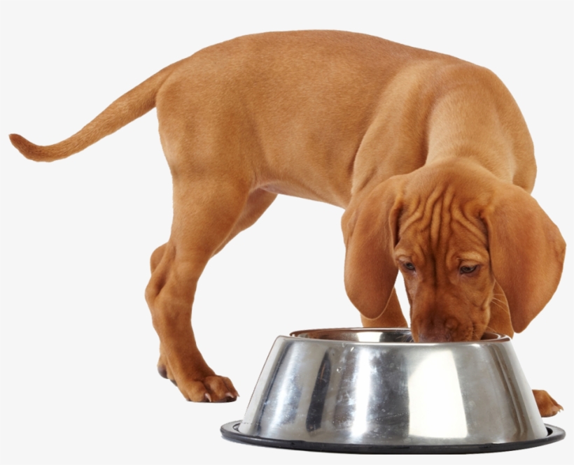Click Here For A Complete Breakdown Of What's Inside - Dog Eating, transparent png