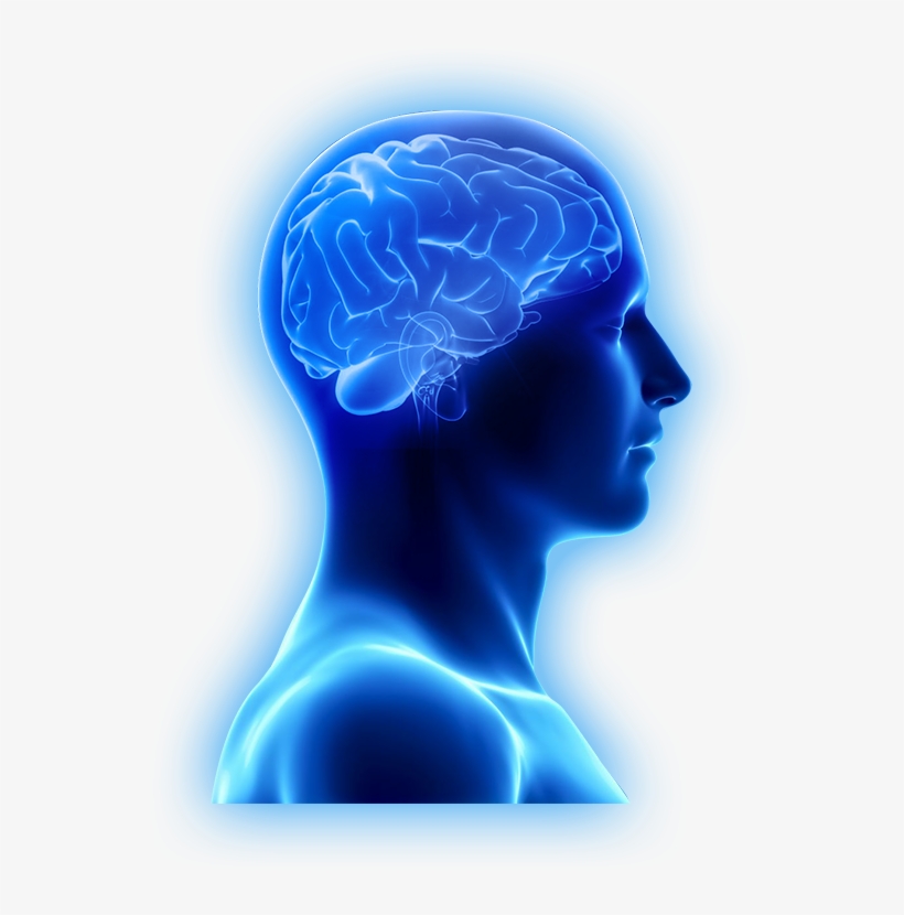 Are Brain Supplements Only For The Aging Brain - Brain Images In Png, transparent png
