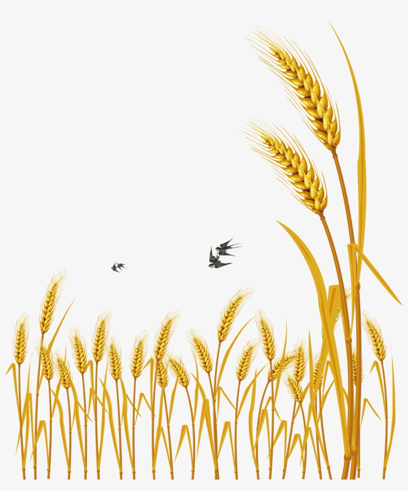 Hand Painted Cartoon Delicate Wheat Decorative - Free Vector Wheat, transparent png