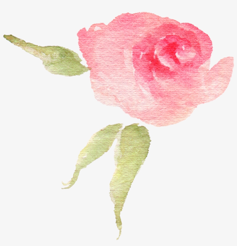 Pink Watercolor Flower Bud - Garden Roses, transparent png