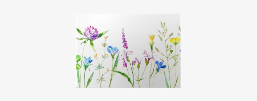 Floral Border Of A Wild Flowers And Herbs On A White - White Background Grass Flower, transparent png