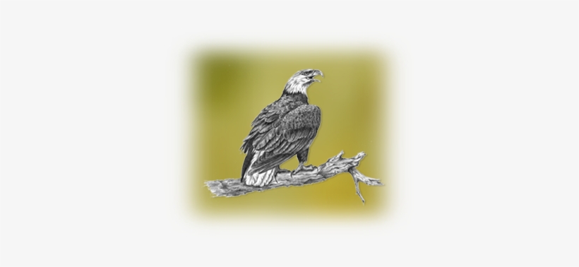 Pencil Art - Osprey, transparent png