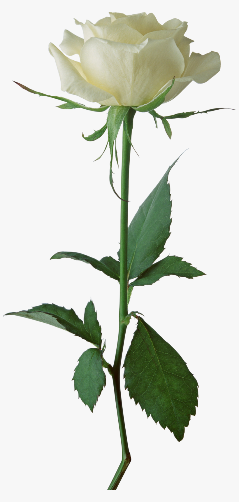 White Rose Transparent - Rose Photo Hd Download, transparent png