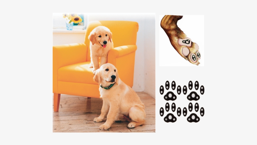 Ultra Thin Material Medical Grade Adhesive - Real Dog Paw Png, transparent png