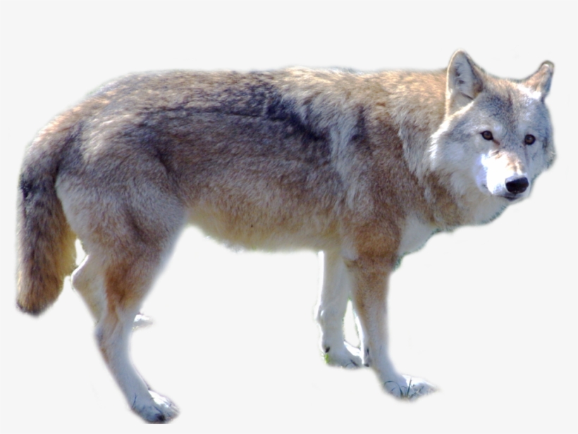 Download - Wolf Png, transparent png
