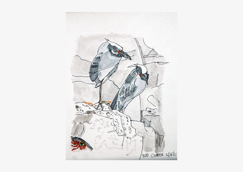 Watercolor Birds 4 - Sketch, transparent png