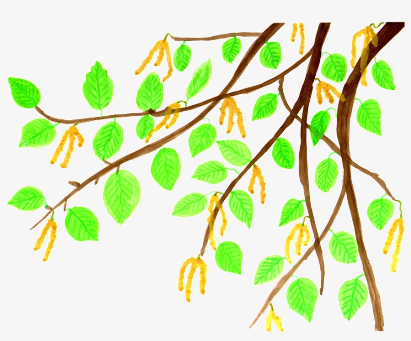 Birch Clipart Watercolor - Comics, transparent png