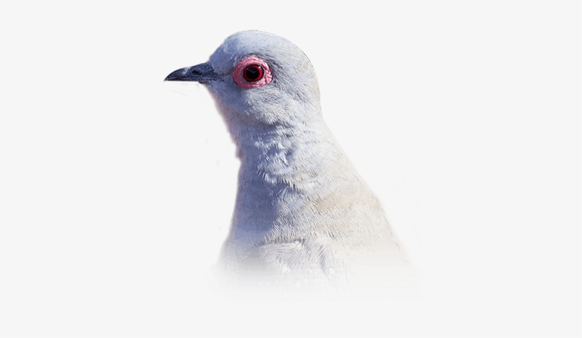 Diamond Doves - Rock Dove, transparent png