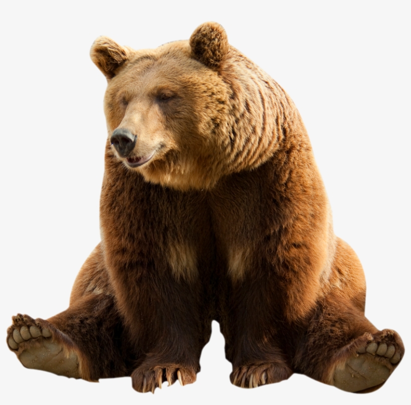 Bear - - Bear Png Transparent, transparent png