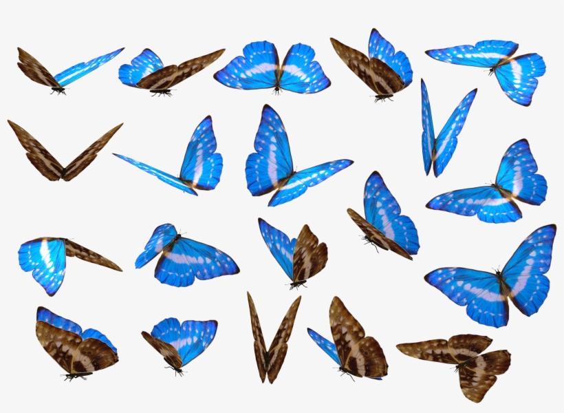 Butterfly Png Unique Background - Butterfly Images Png, transparent png
