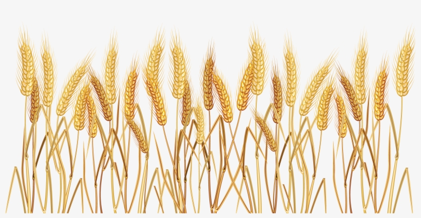 Wheat Cereal Clip Art - Wheat Clipart Transparent Background, transparent png