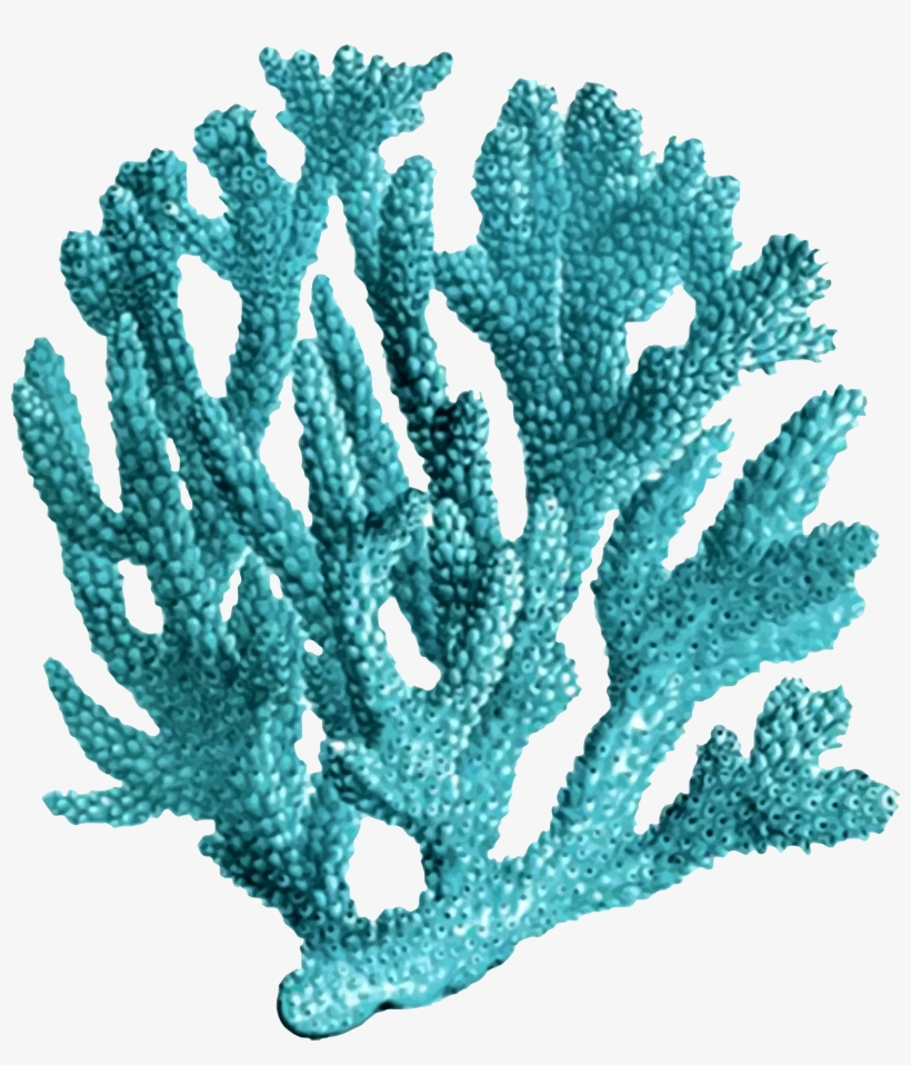 Icons Free And Downloads Clipart Library Stock - Coral Png, transparent png
