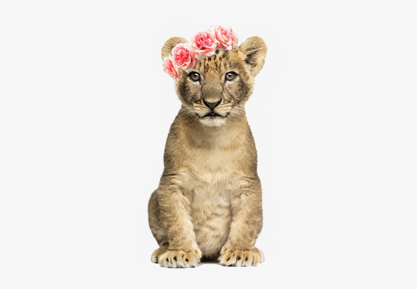Lioncub Nala - Cb Editing Png Animal, transparent png