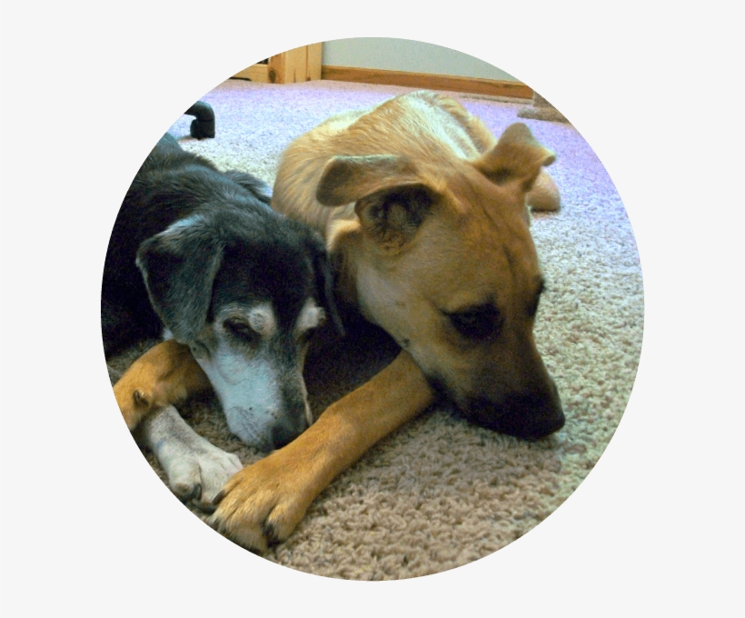 Companion Dog, transparent png