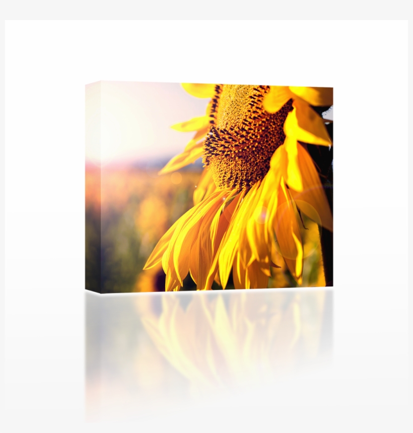 Summer Sun Rays - Rca Led55g55r120q - 55" Led Tv - 1080p, transparent png