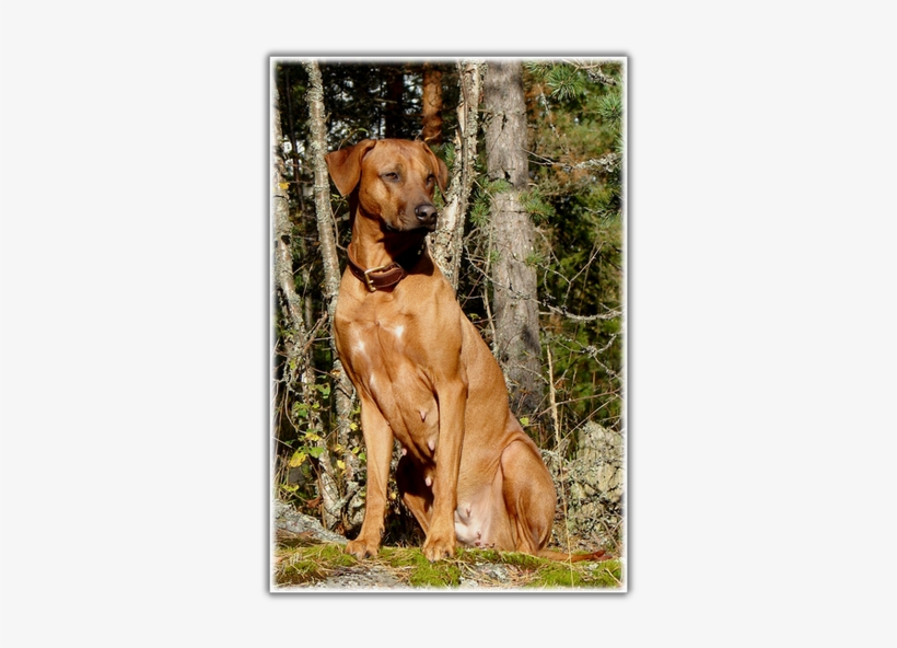 Vizsla, transparent png