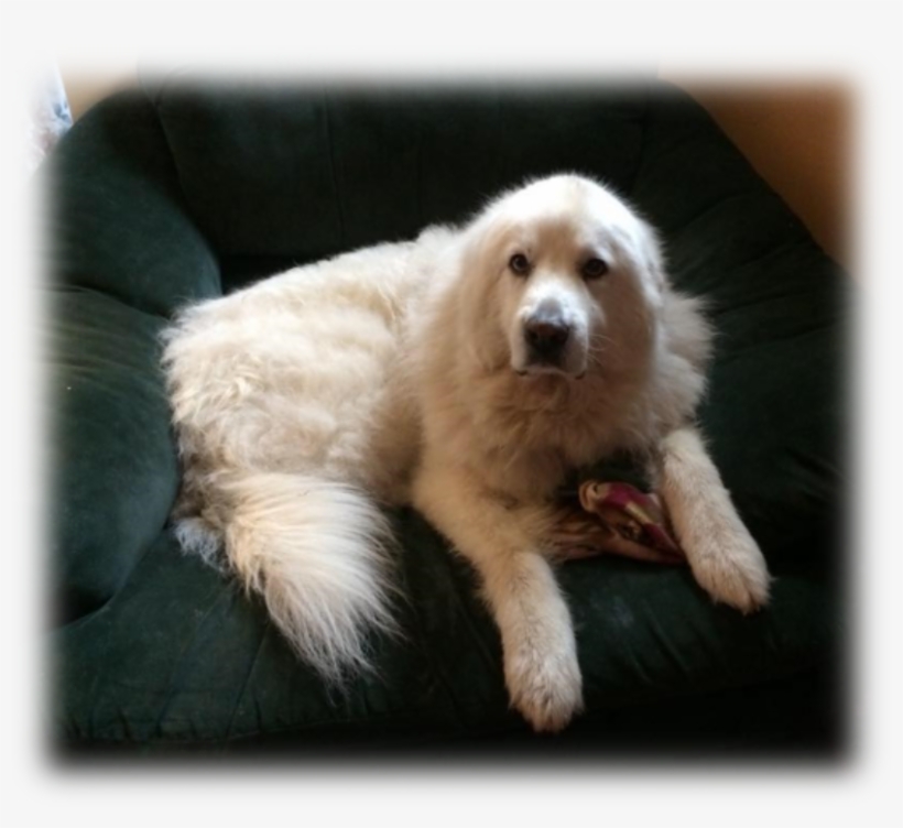 We Ask That You Please Consider Donating To Help Nala - Companion Dog, transparent png