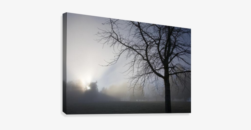 Sunrays Through Fog Canvas Print - Sunrays Through Fog Canvas Art - Craig Tuttle Design, transparent png