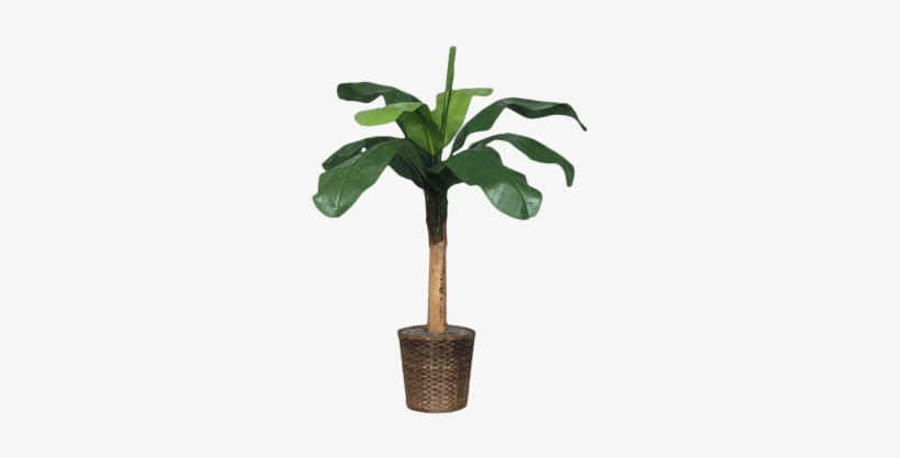 Silk Baby Banana Tree - Brook Furniture Rental, transparent png