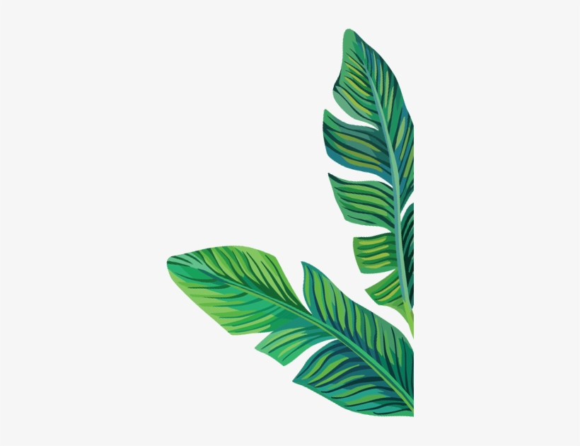 Careers - Myolab - Clipart Banana Leaves Png, transparent png