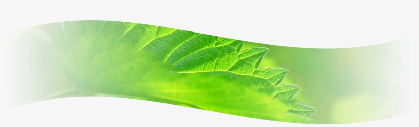 You Can Wrap Things Like Fish And Other Meats In Wild, transparent png