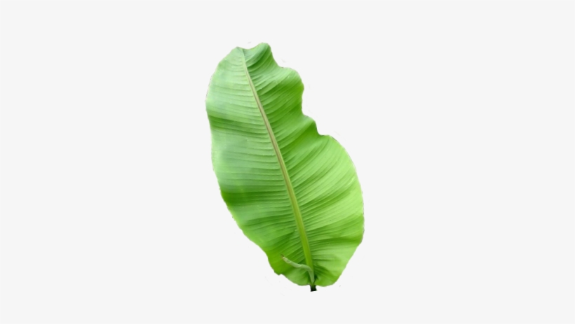 Banana Leaves Transparent Png, transparent png