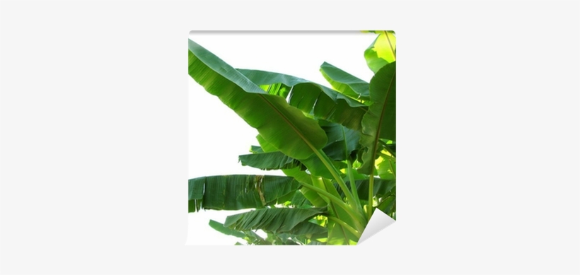 Banana Leaves, transparent png