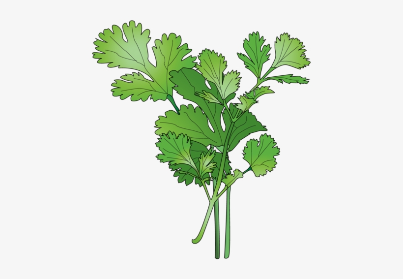Cilantro - Parsley, transparent png