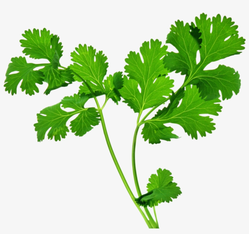 Casa Jimenez Bar And Clip Art Library Download - Transparent Coriander Png, transparent png