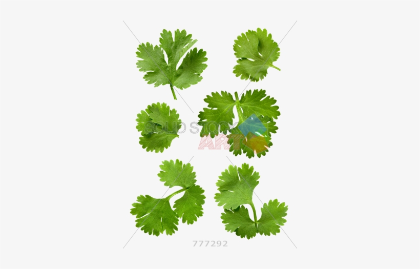 Png Stock Photo Of - Diferencia Entre Perejil Y Culantro, transparent png