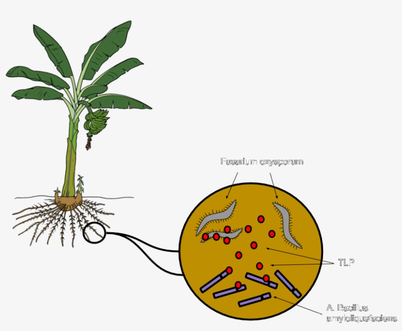 Bacillus Amyloliquefaciens, A Bacterium That Grows - Banana, transparent png