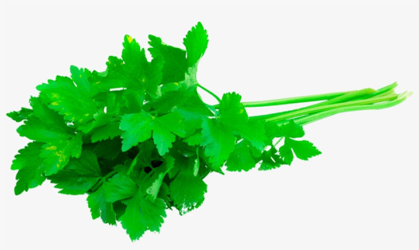 Cilantro Emm 500 Slobolt - Koriander, transparent png